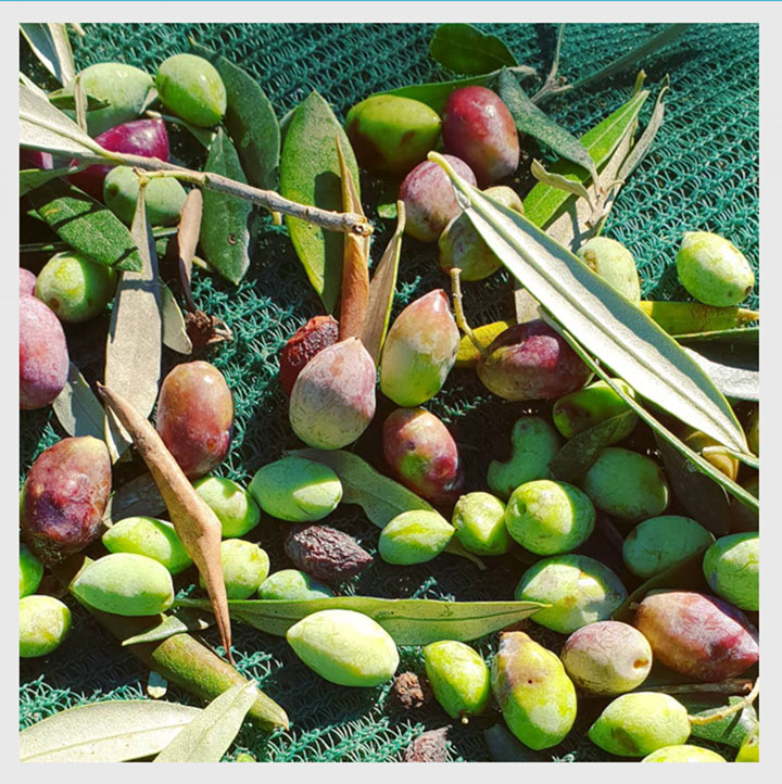 Tatanén HDPE Olive Net pikeun Koléksi Zaitun