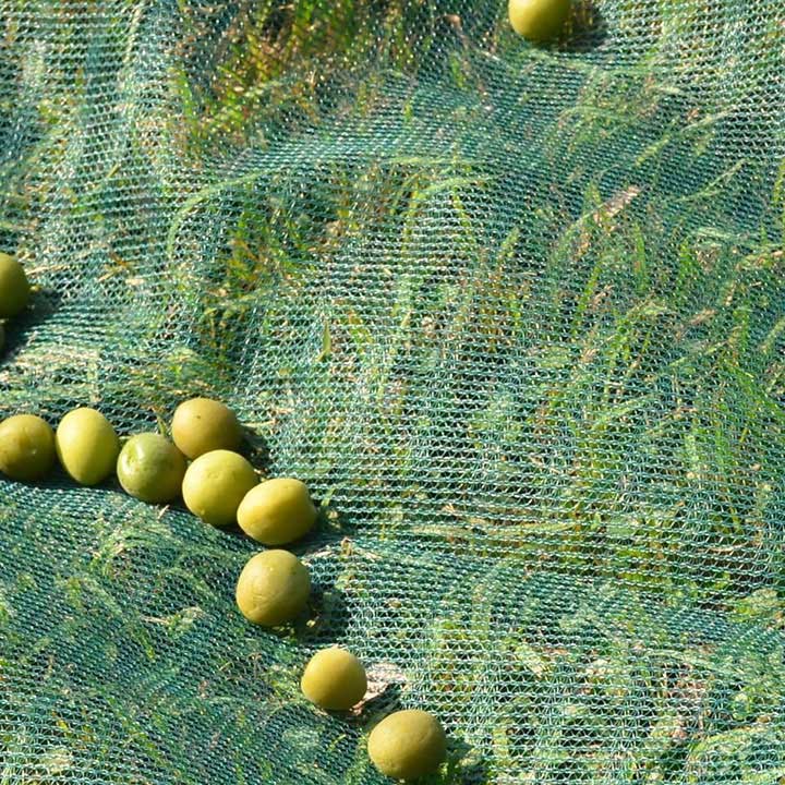 New Arrival Olive Nets for Collection