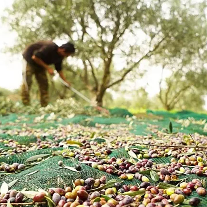 Rete di copertura per raccolta olive trattate mature con rete in plastica UV