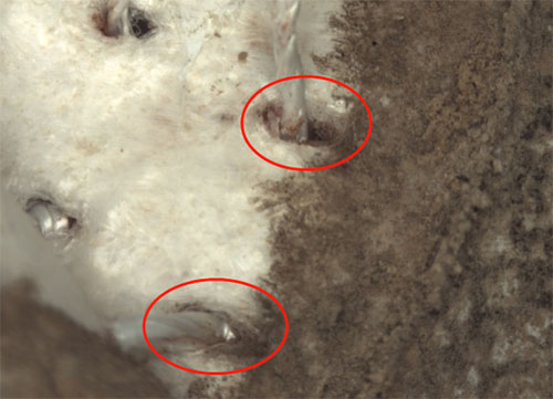 PTFE tape bulging in a part of the filter bag (the upper picture is the overall effect picture, the lower picture is a partial microscope magnified picture)