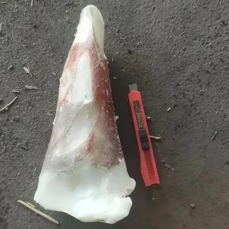 Frozen Indian Ocean Squid Tail Tip