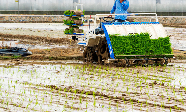 Smart rice transplanter comes out