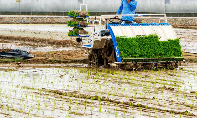 Sortie d'une transplanteuse de riz intelligente