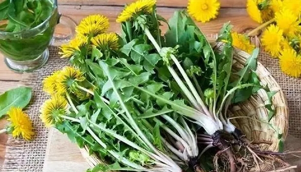 What changes do you see in your body when drinking dandelions every day? Is Dandelion Extract True for Anti Cancer?