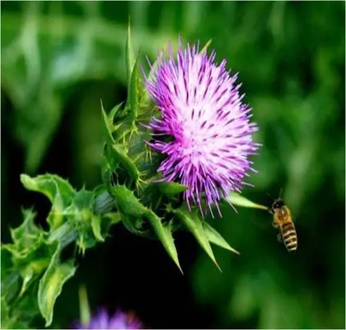 What are the main benefits and target audience of milk thistle?