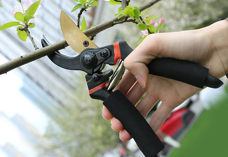 Pruning Shears