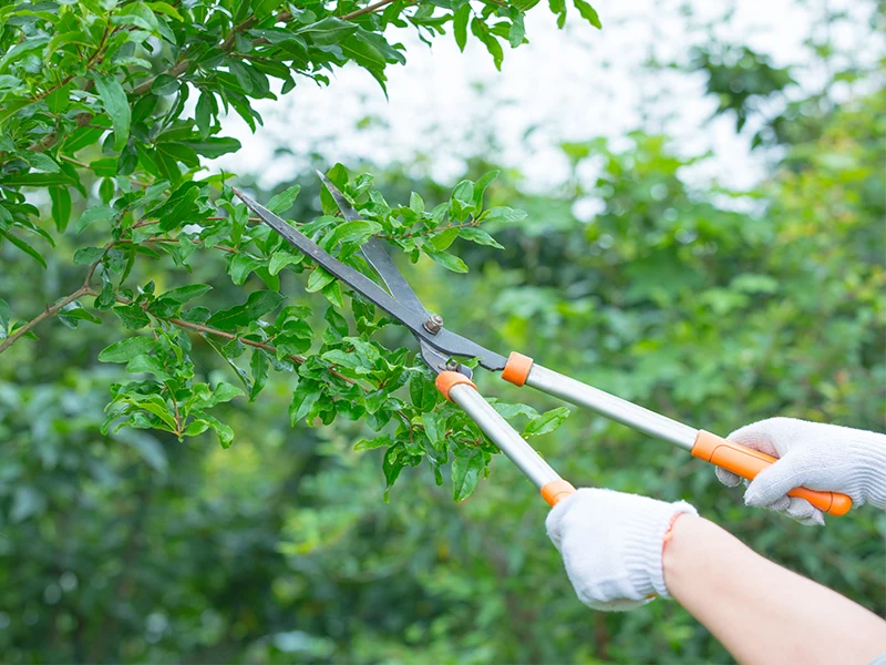 What is Hedge Shear?