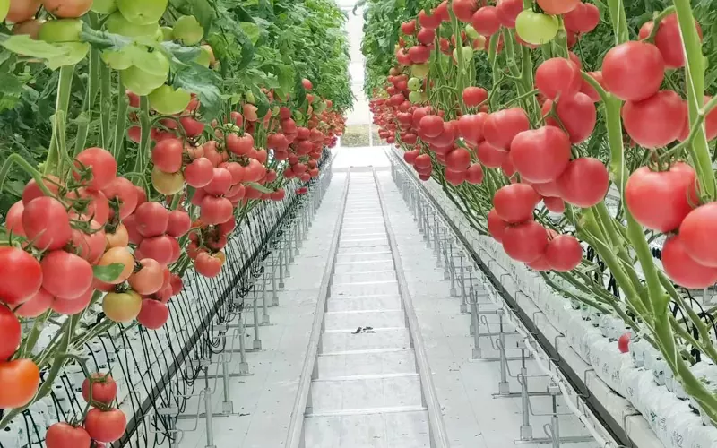 Cucumber and Tomato Greenhouse