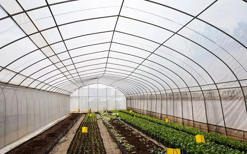 Large Size single-span Film Greenhouse