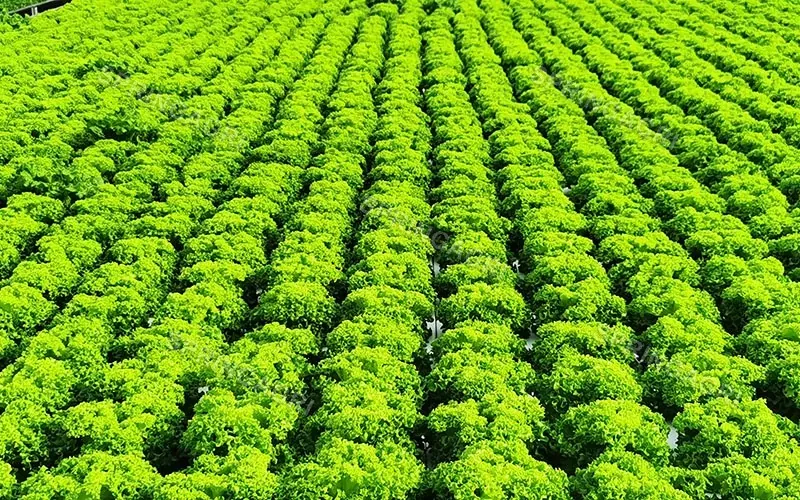 Lettuce Film Greenhouse