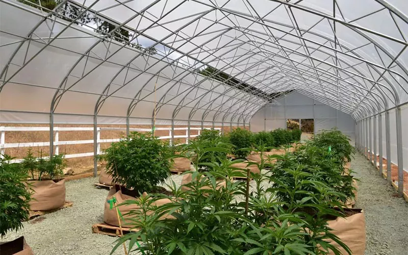 Medical Cannabis Film Greenhouse