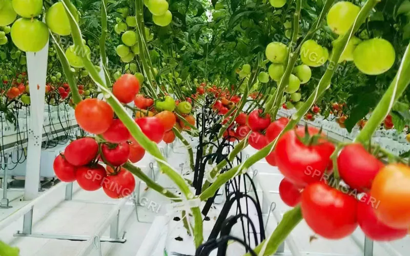 Multispan Plastic Tomato Greenhouse 1