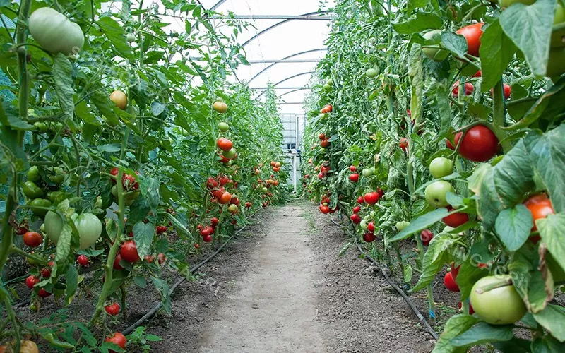 Multispan Plastic Tomato Greenhouse