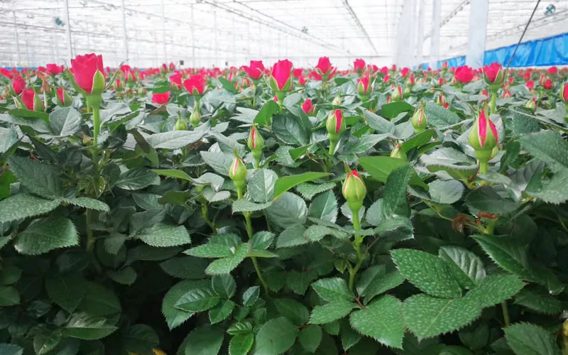 Rose And Tulip Greenhouse