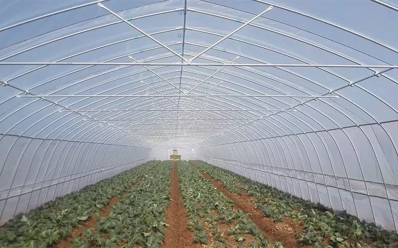 Single Tunnel Plastic Film Greenhouse