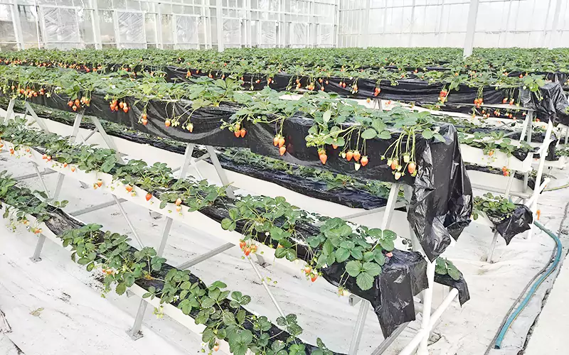 Strawberry and Blueberry Greenhouse