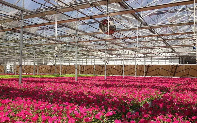 Tempered And Float Glass Flower Greenhouse