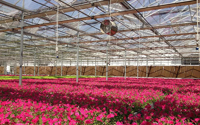 Tempered And Float Glass Flower Greenhouse