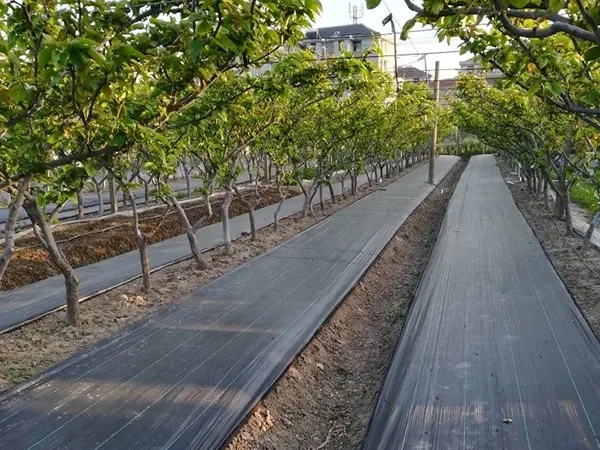 Applicazione del tappetino barriera contro le erbacce