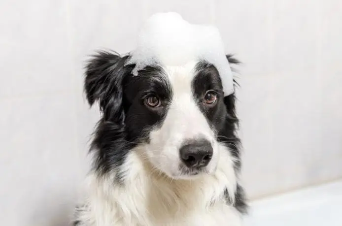 How to Groom a Border Collie?